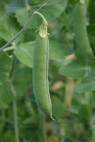 Green Arrow Shelling Pea