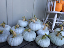 Load image into Gallery viewer, Hokkaido Squash (Cucurbita maxima)
