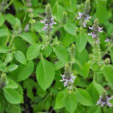 Basil-Temperate Tulsi (Holy Basil) (Ocimum africanum)