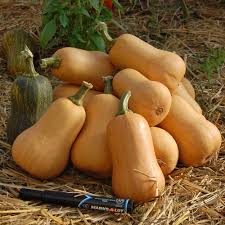 Honeynut Butternut