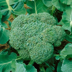 Broccoli - Calabrese