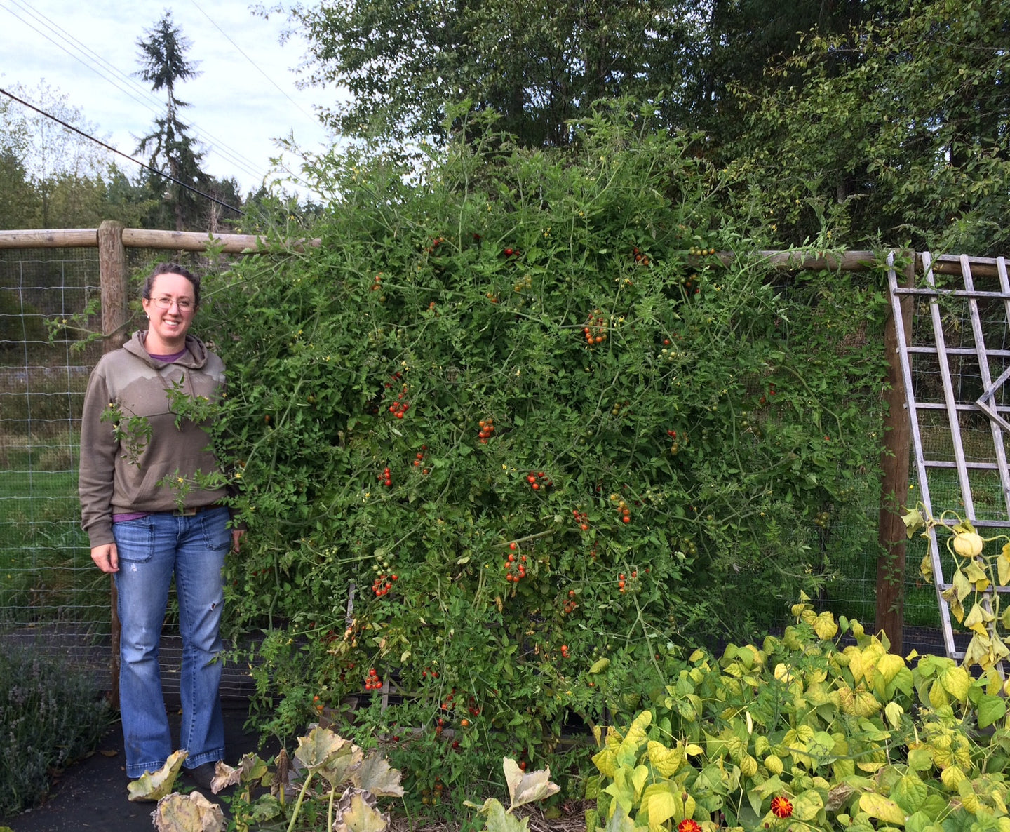 Wild Cherry Tomato