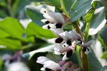 Load image into Gallery viewer, Windsor Broad Bean
