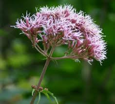 Joe-Pye Weed