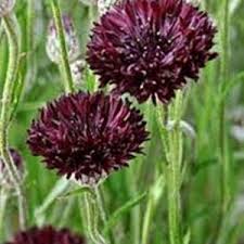 Purple Bachelor's Button