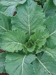 Champion Collards