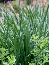 Garlic Chives