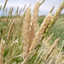 White Sonora Wheat