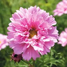 Double Dutch Rose Cosmos