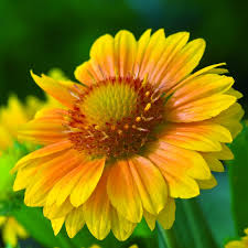 Gaillardia Arizona Apricot