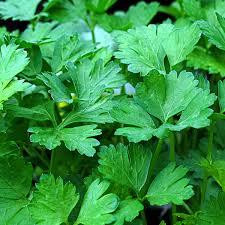 Parsley-Italian Flat Leaf