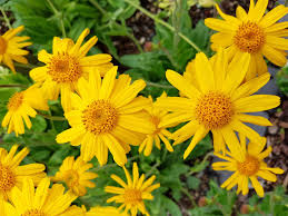 American (Meadow) Arnica