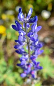 Aconite/Monkshood