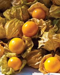 Aunt Molly's Ground Cherry (Physalis pruinosa)