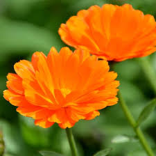 Calendula - Bright Orange