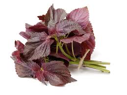 Red Shiso (Perilla frutescens)
