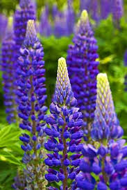 Native Blue Lupine