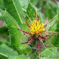 Blessed Thistle (Cnicus benedictus)