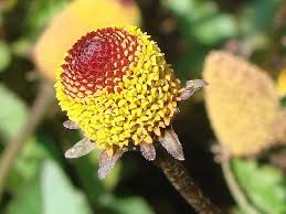 Spilanthes 