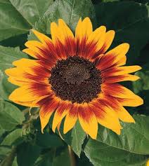 Sunflower Mix (Helianthus spp)