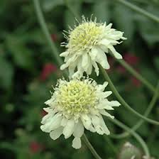 Giant Yellow Scabious