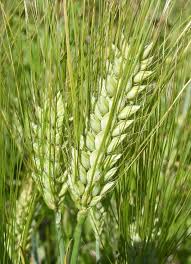 Akasha Hulless Barley