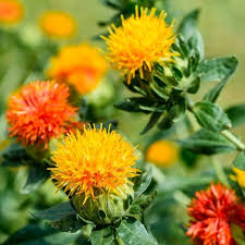 Safflower