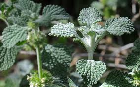 Horehound (Marrubium vulgare)