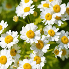 Feverfew