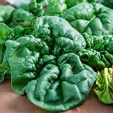 Spinach-Bloomsdale