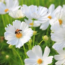 Cosmos - White