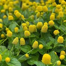 Spilanthes 