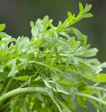 Gerard's Cress (Lepidium sativum)