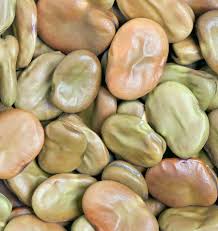 Sunshine Coast Fava