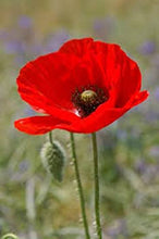 Load image into Gallery viewer, Poppy Mix (Papaver spp.)
