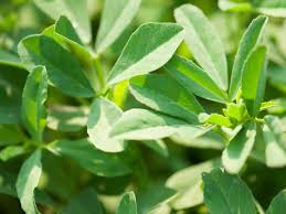 Fenugreek (Trigonella foenum-graecum)
