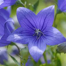 Balloon Flower