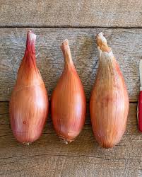 Zebrune Shallot