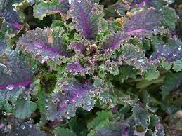 Kale-Lacinato Rainbow