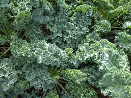 Kale-Laurel's Frilly