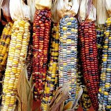 American Indian Flour Corn