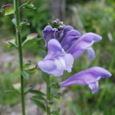 American Skullcap (Scutellaria laterifolia, Laminaceae)