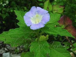 Shoo Fly Plant (Nicandra physalodes)