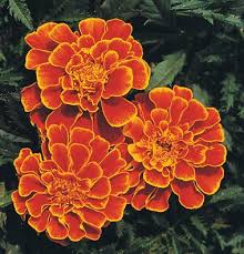 Marigold -  Queen Sophia