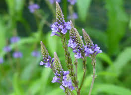 Blue Vervain