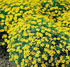 Marigold - Lulu