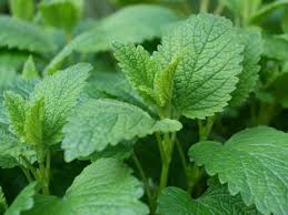 Lemon Balm (Melissa officinalis)