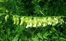 Load image into Gallery viewer, Ku-Shen (Sophora flavescens)
