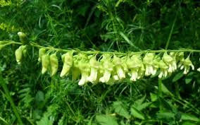 Ku-Shen (Sophora flavescens)