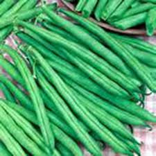Tendergreen Snap Bean (Phaseolus vulgaris)